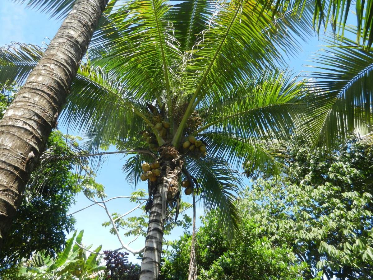Treehouse Pilon Pavones Villa Pavones  Exterior foto